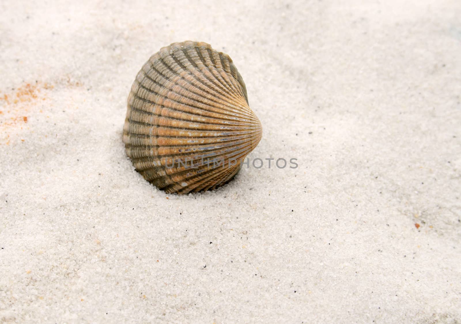 sea shell by Brightdawn