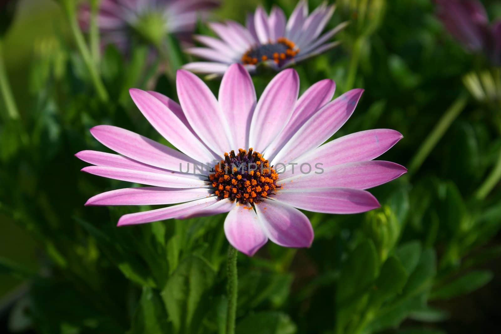 beautiful flower by Brightdawn