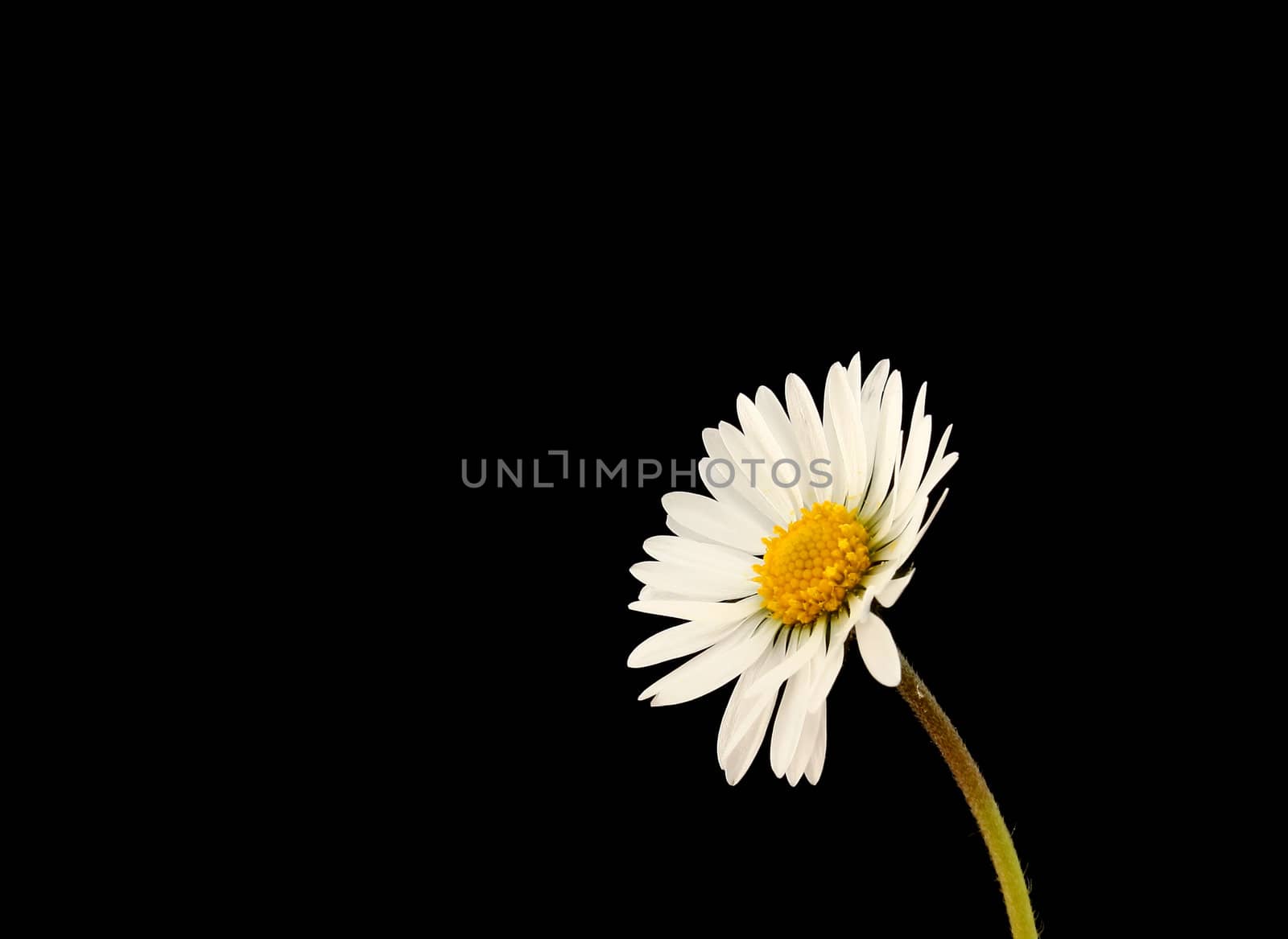 daisy flower by Brightdawn