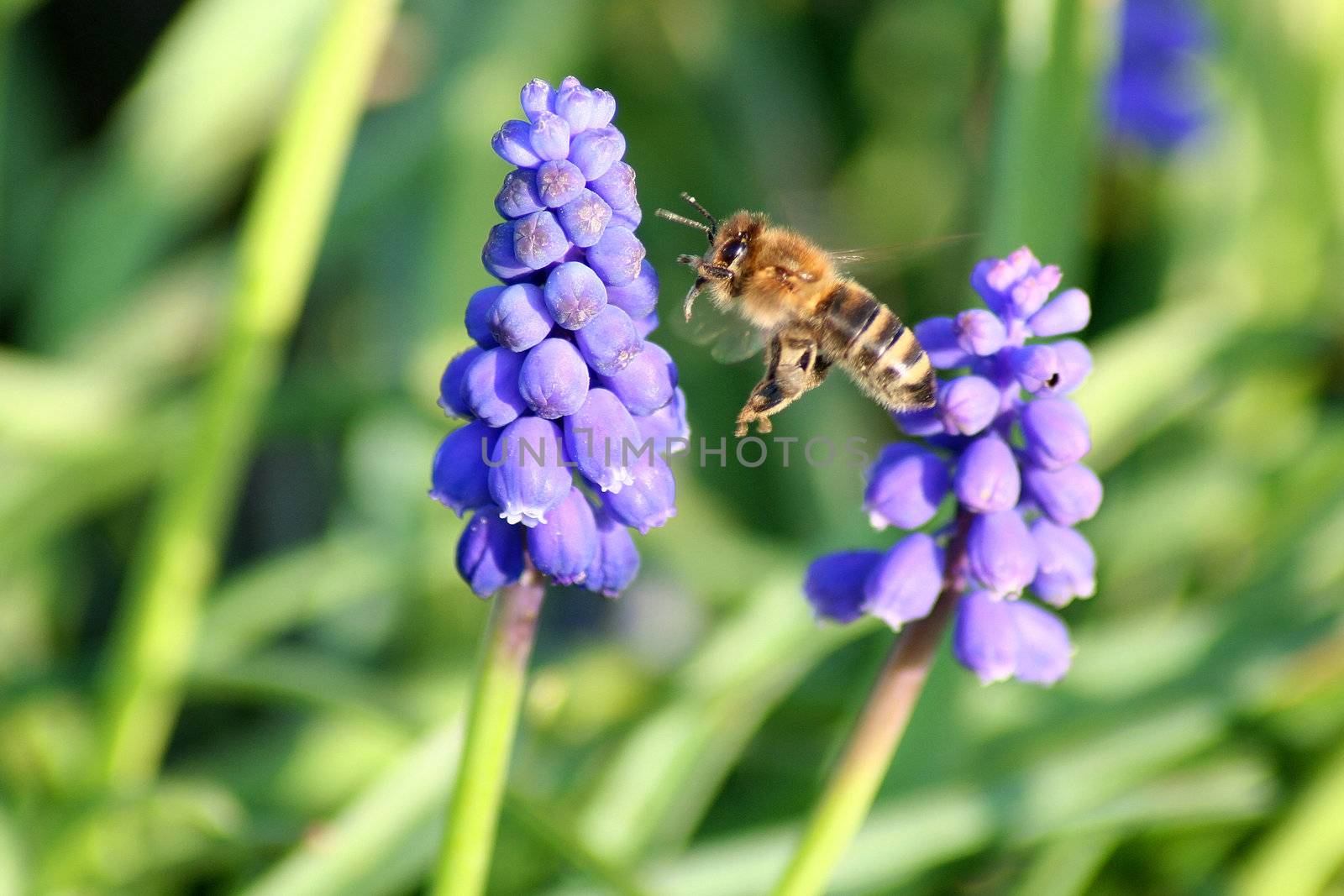 a bee in fligt with flowers in background