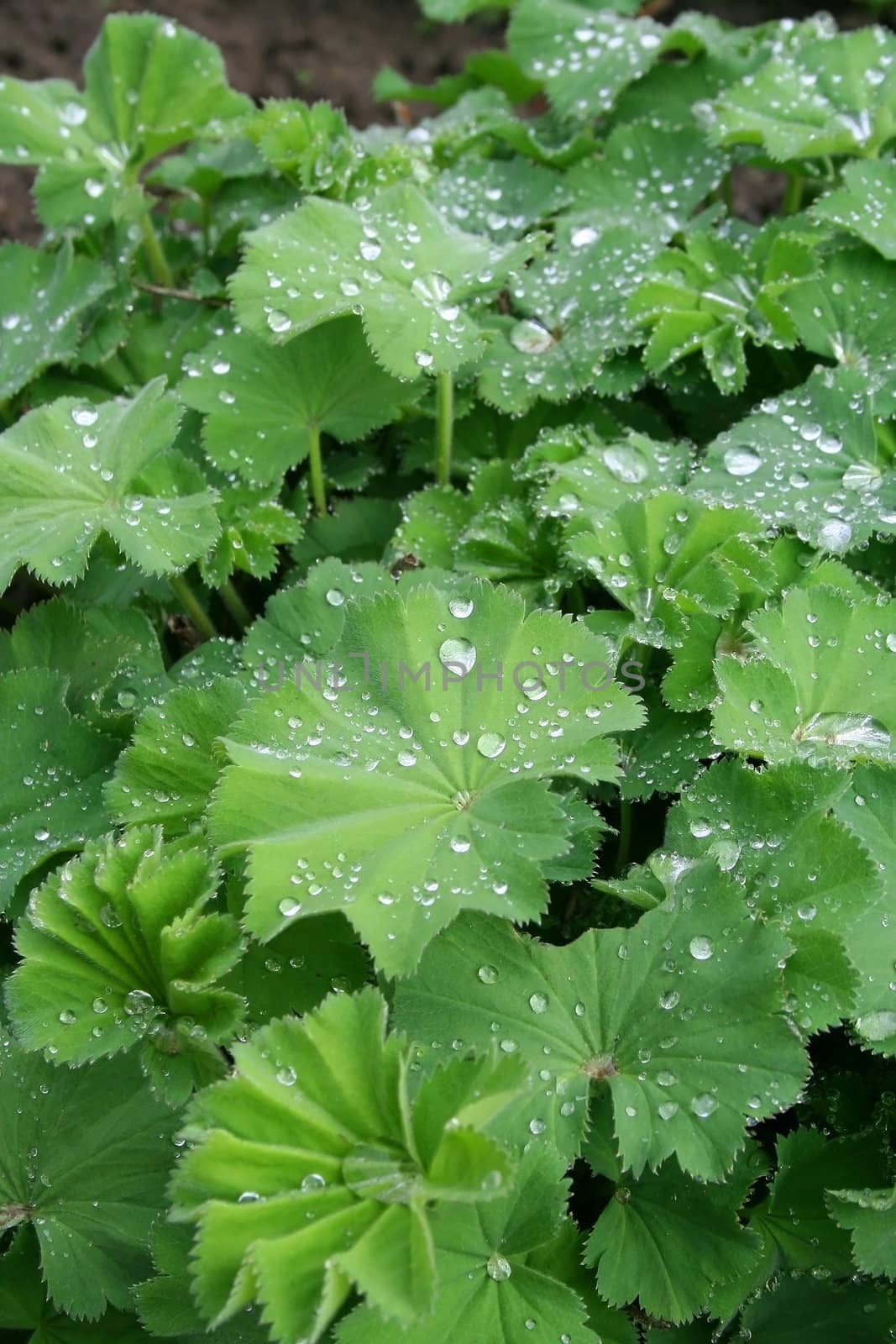 Raindrops on a lotus flower