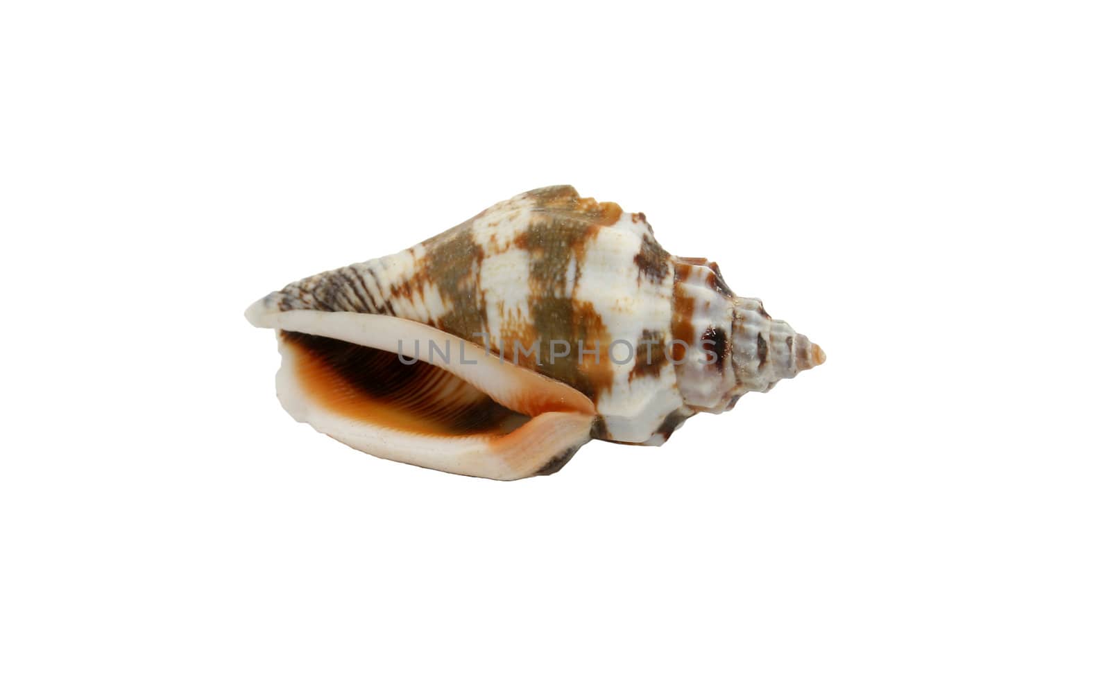 a seashell isolated on white