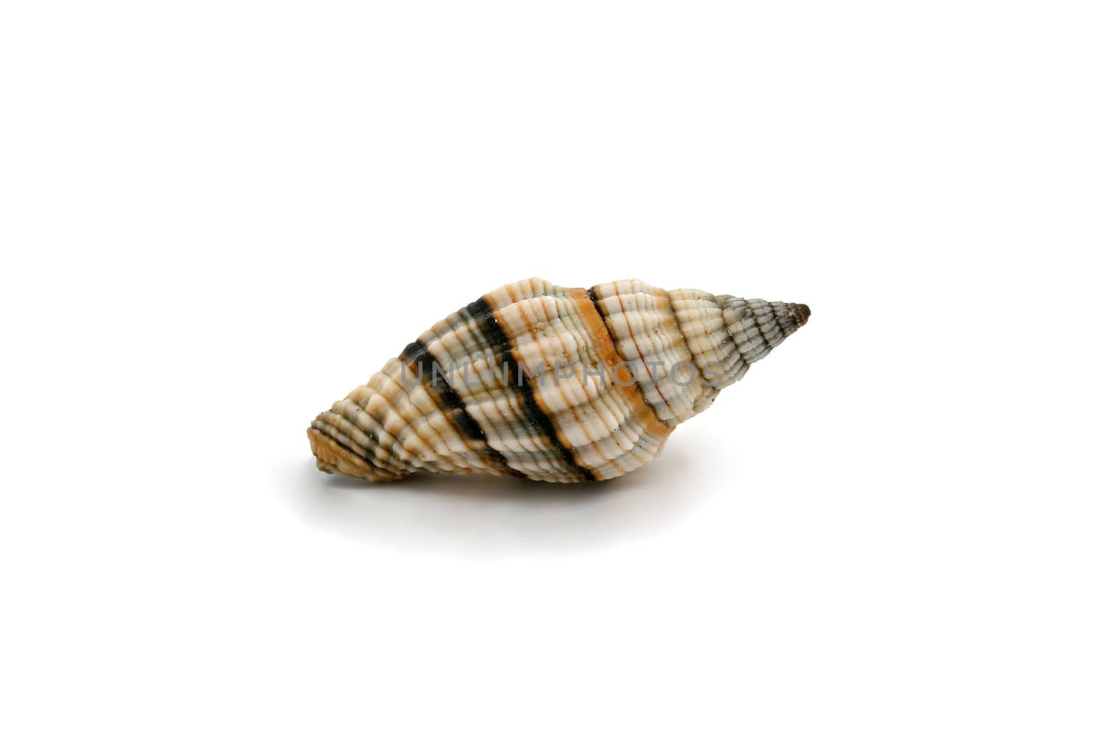 a seashell isolated on white