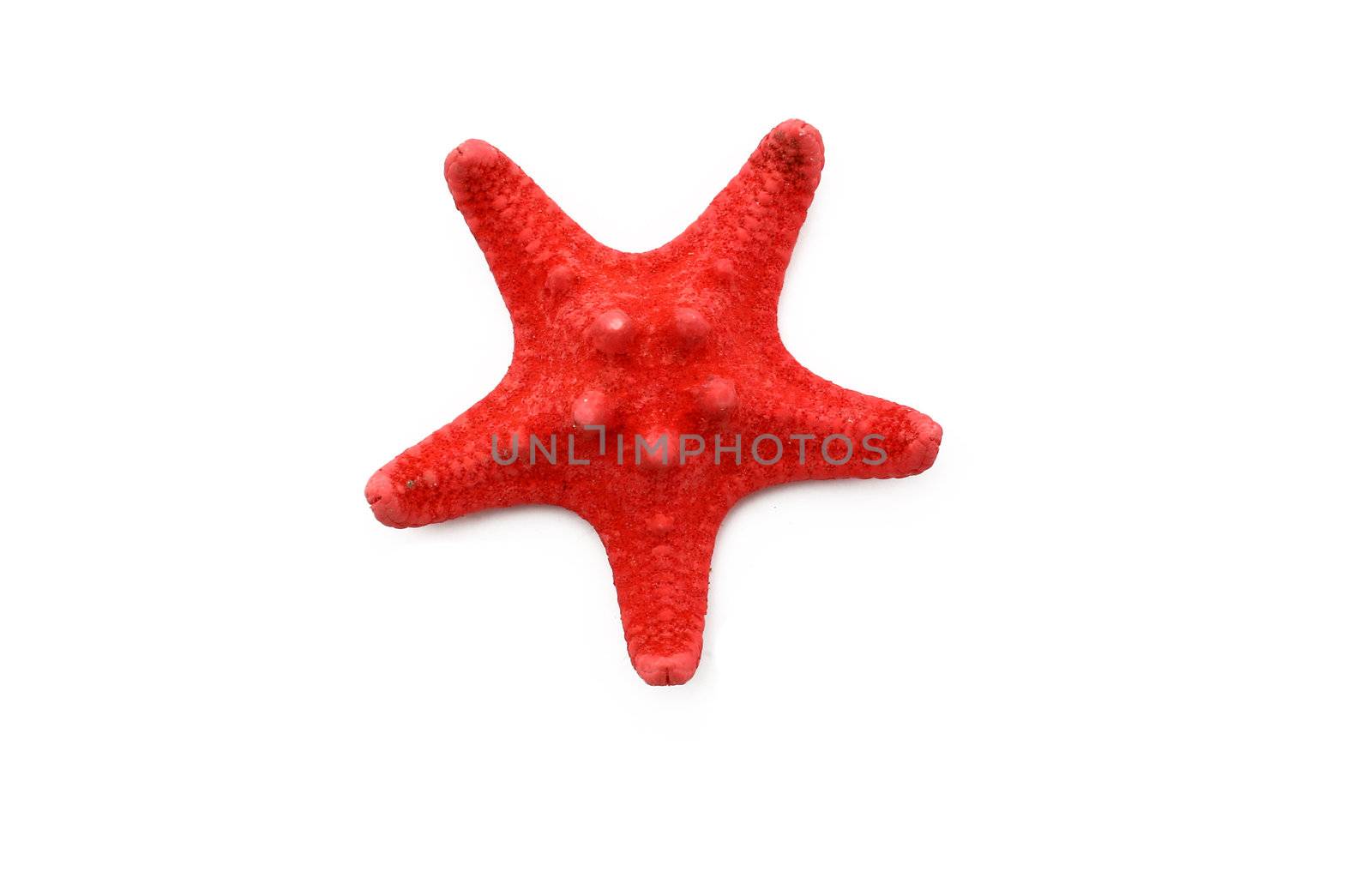 a starfish isolated on white