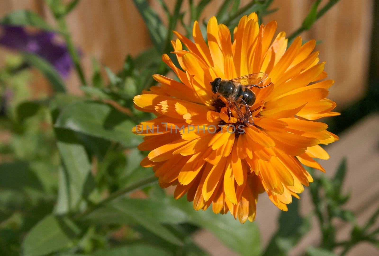an orange flower with a small bee