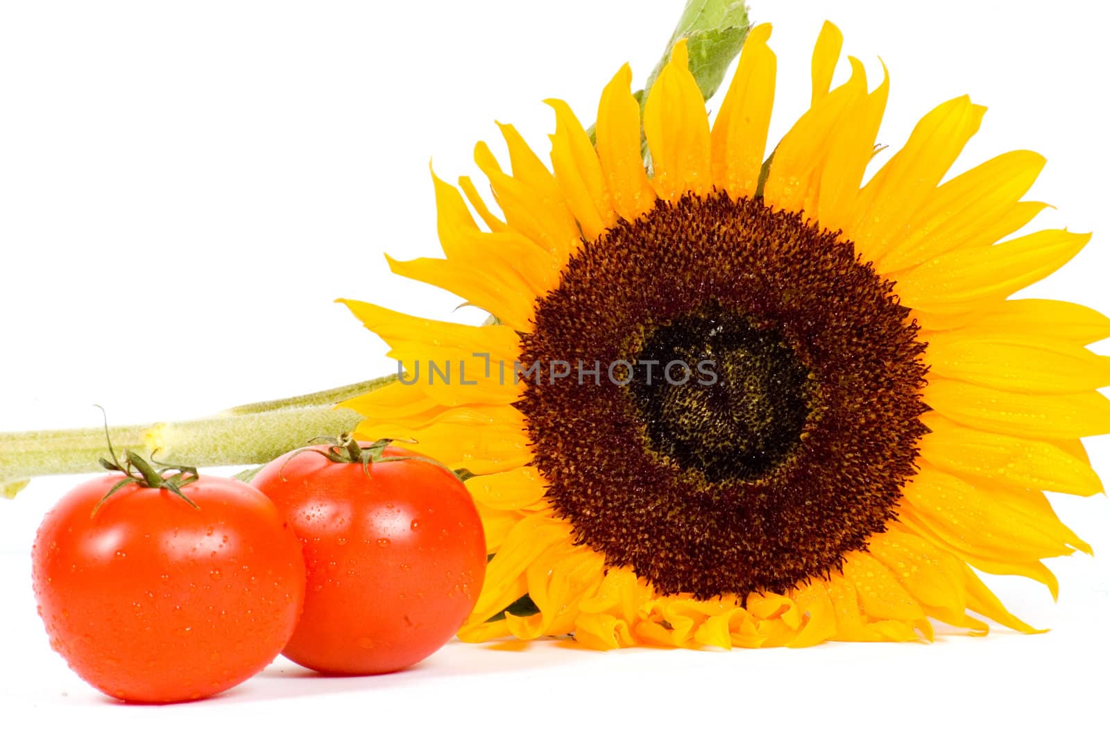 big colorful sunflower with two fresh tomatoes on white