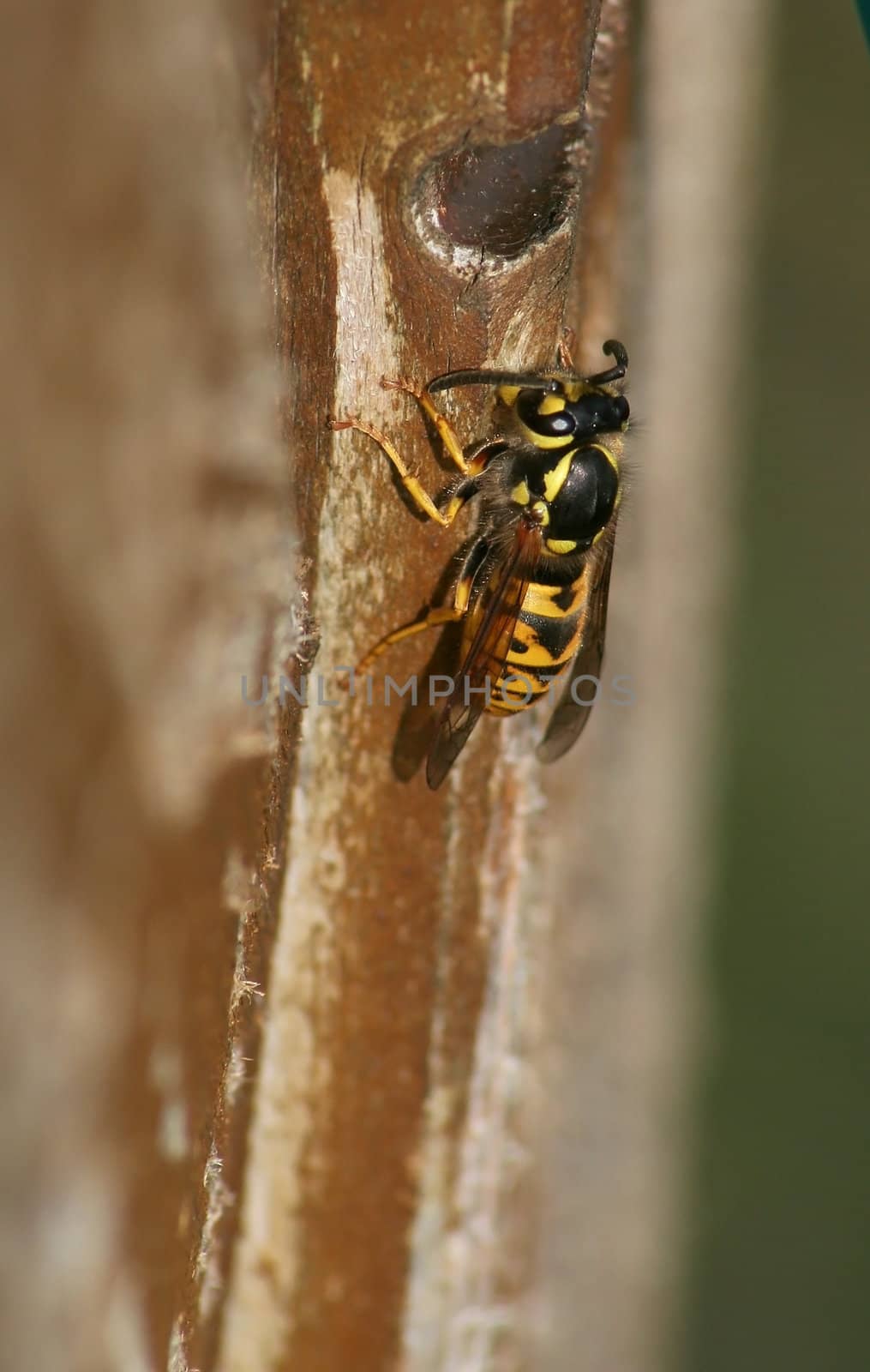a wasp on a wooden wall