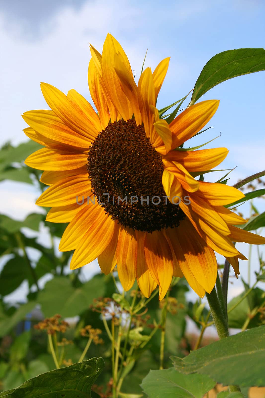 A sunflower at summertime in the garden