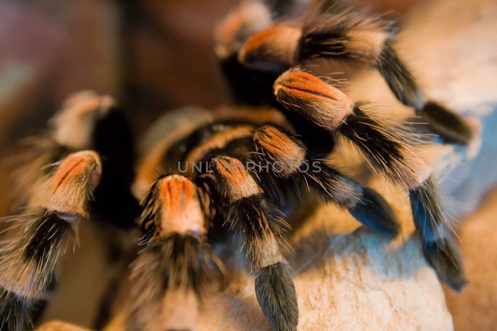 a bird eating spider - brachypelma smithi