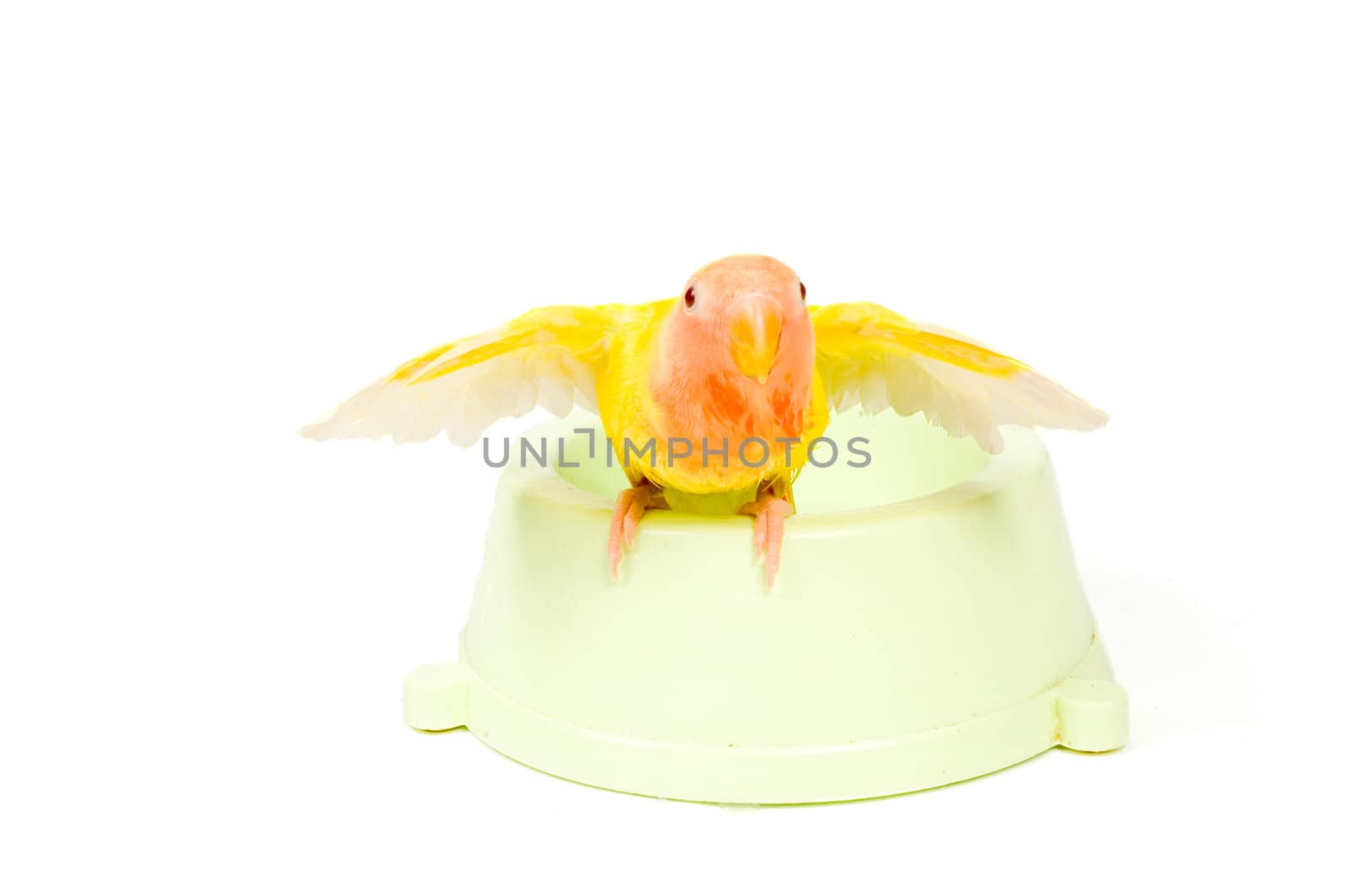 lovebird with spreaded wings after taking a bath by ladyminnie