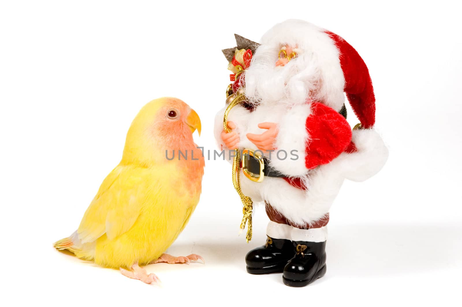 lovebird is looking at santa isolated on white