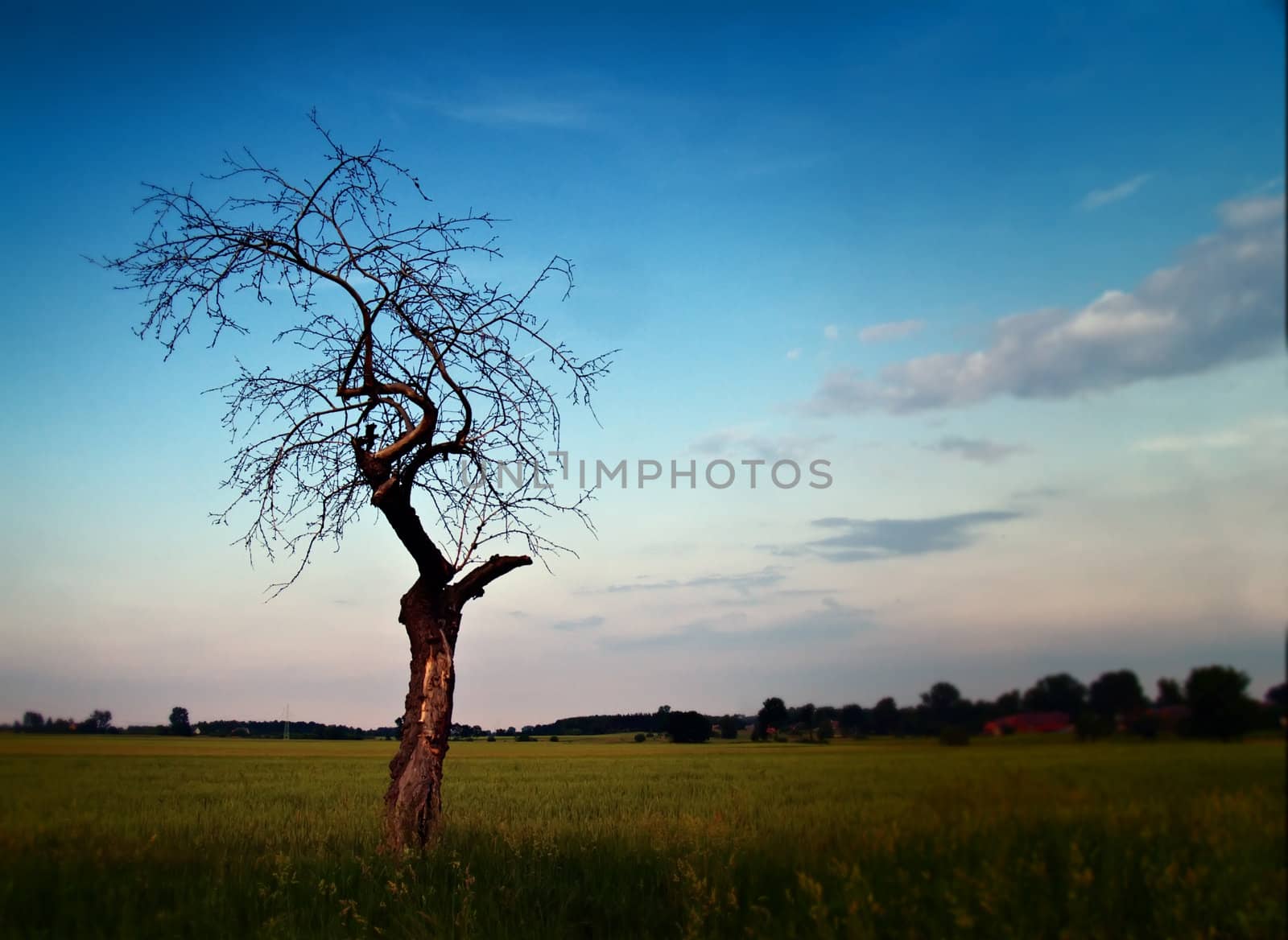 alone tree in the field      