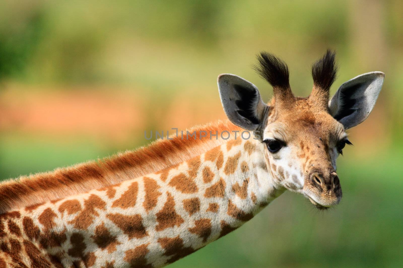 Young giraffe by shalamov