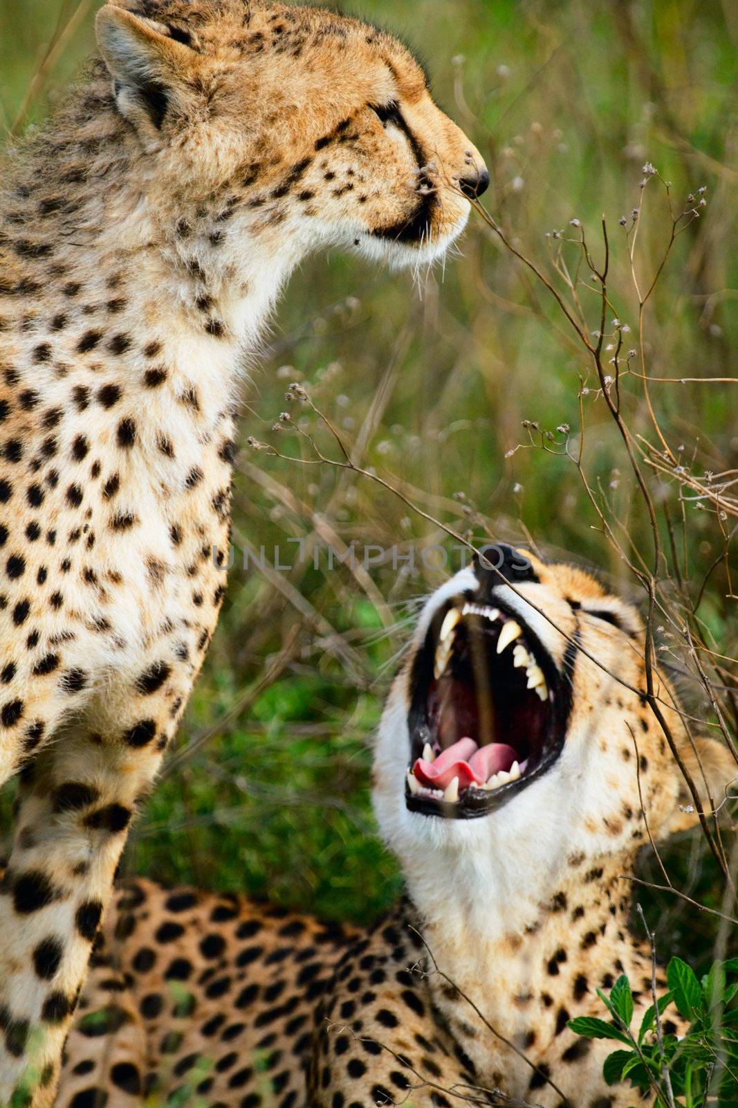 Mother and cub cheetahs by shalamov