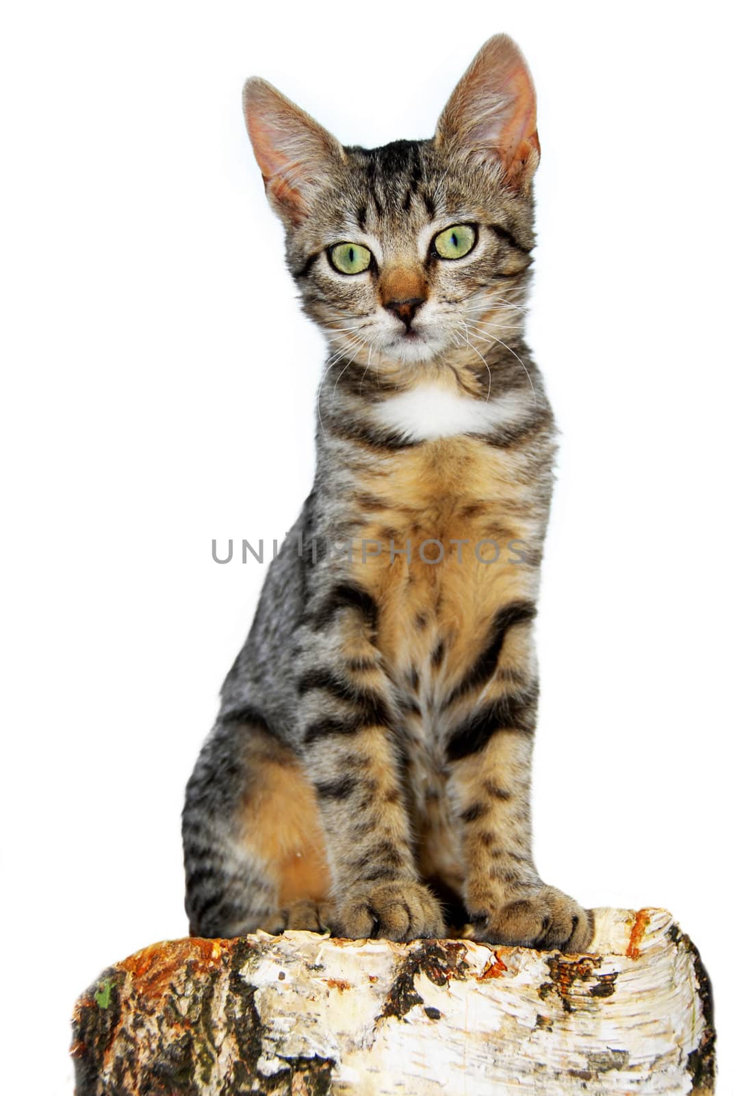 young domestic mixed-bread cat on birch stump isolated