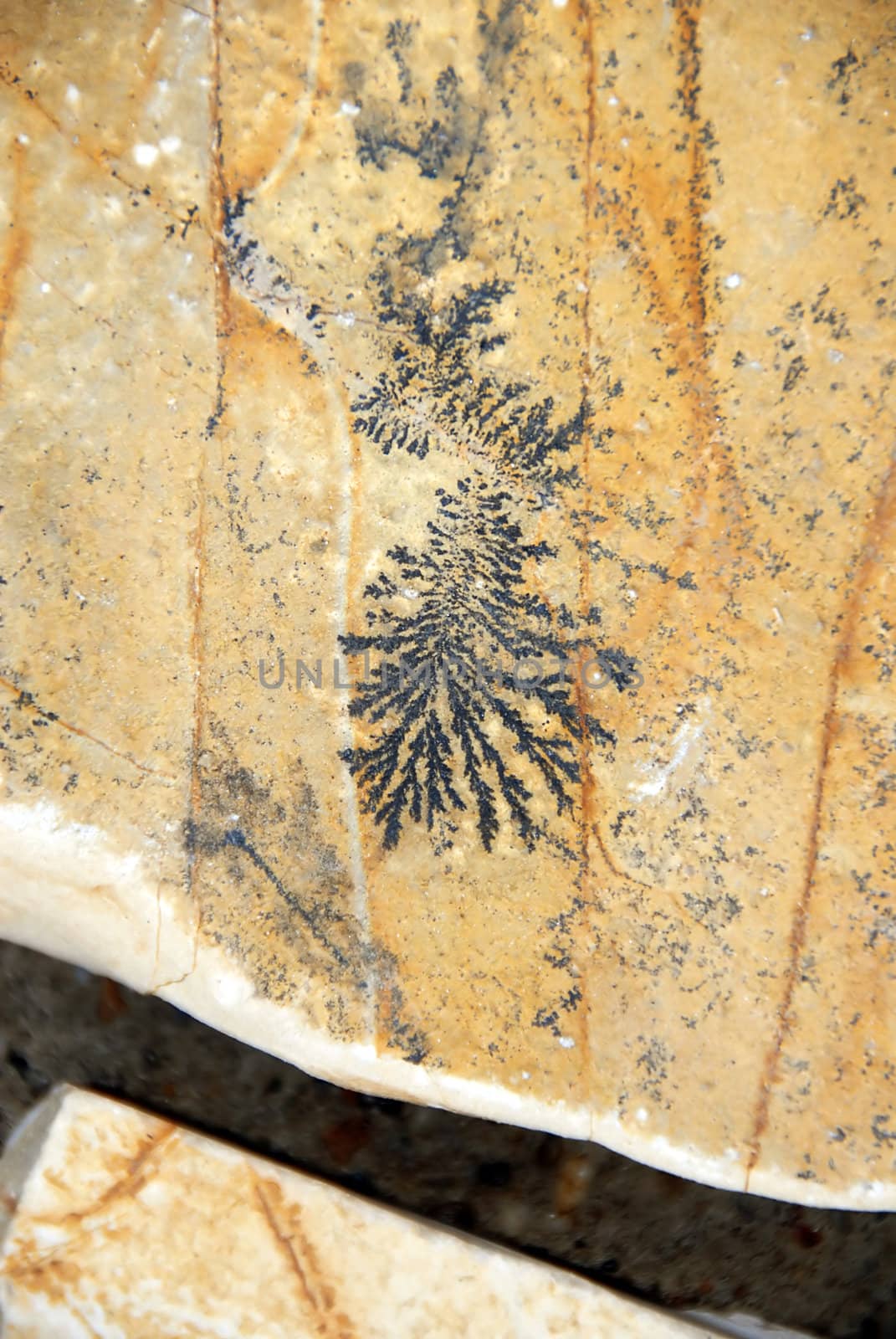 botanical black fossil design over yellow flagstone