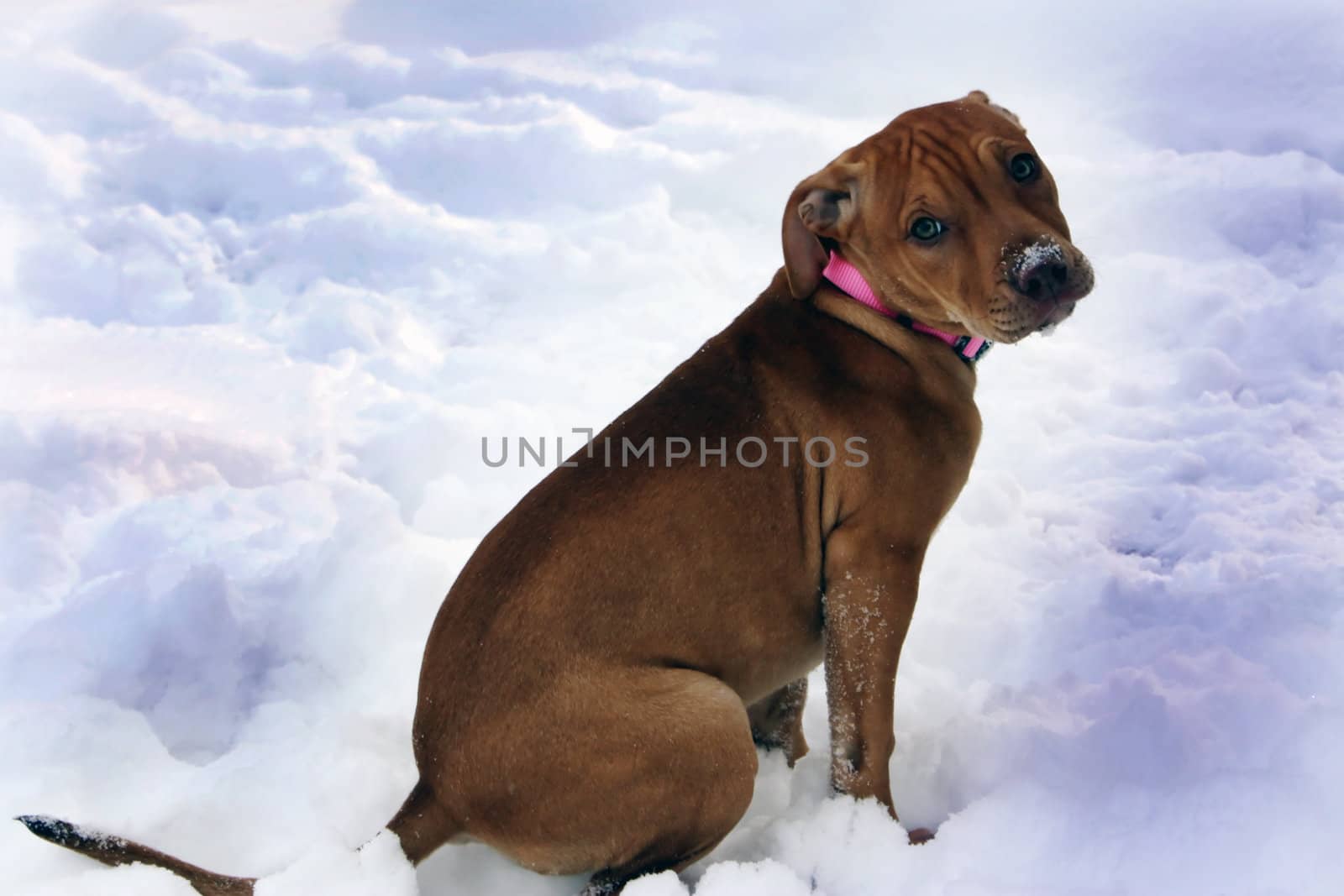 pit bull puppy in the snow by amandaols