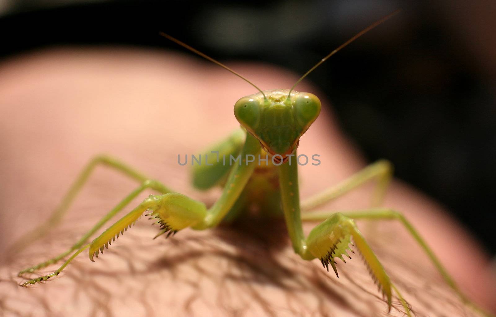 the mantis close-up image for you