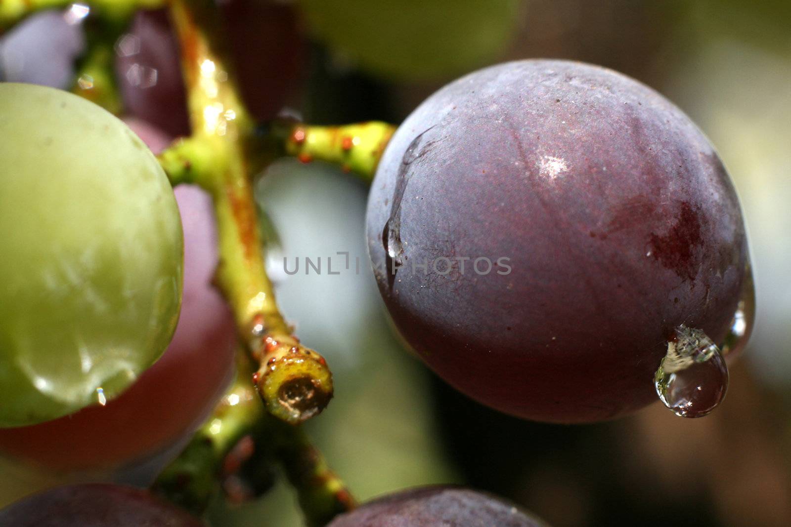 the grape colourful close-up image