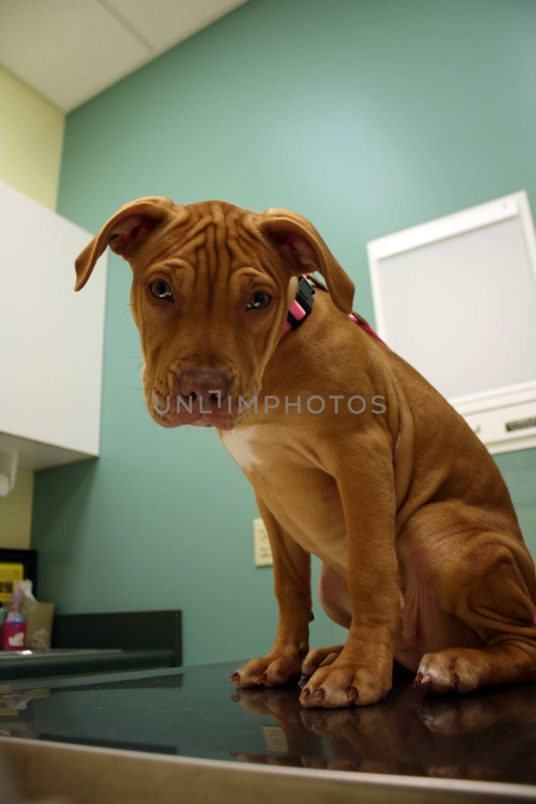 pit bull puppy gets his first vet exam by amandaols