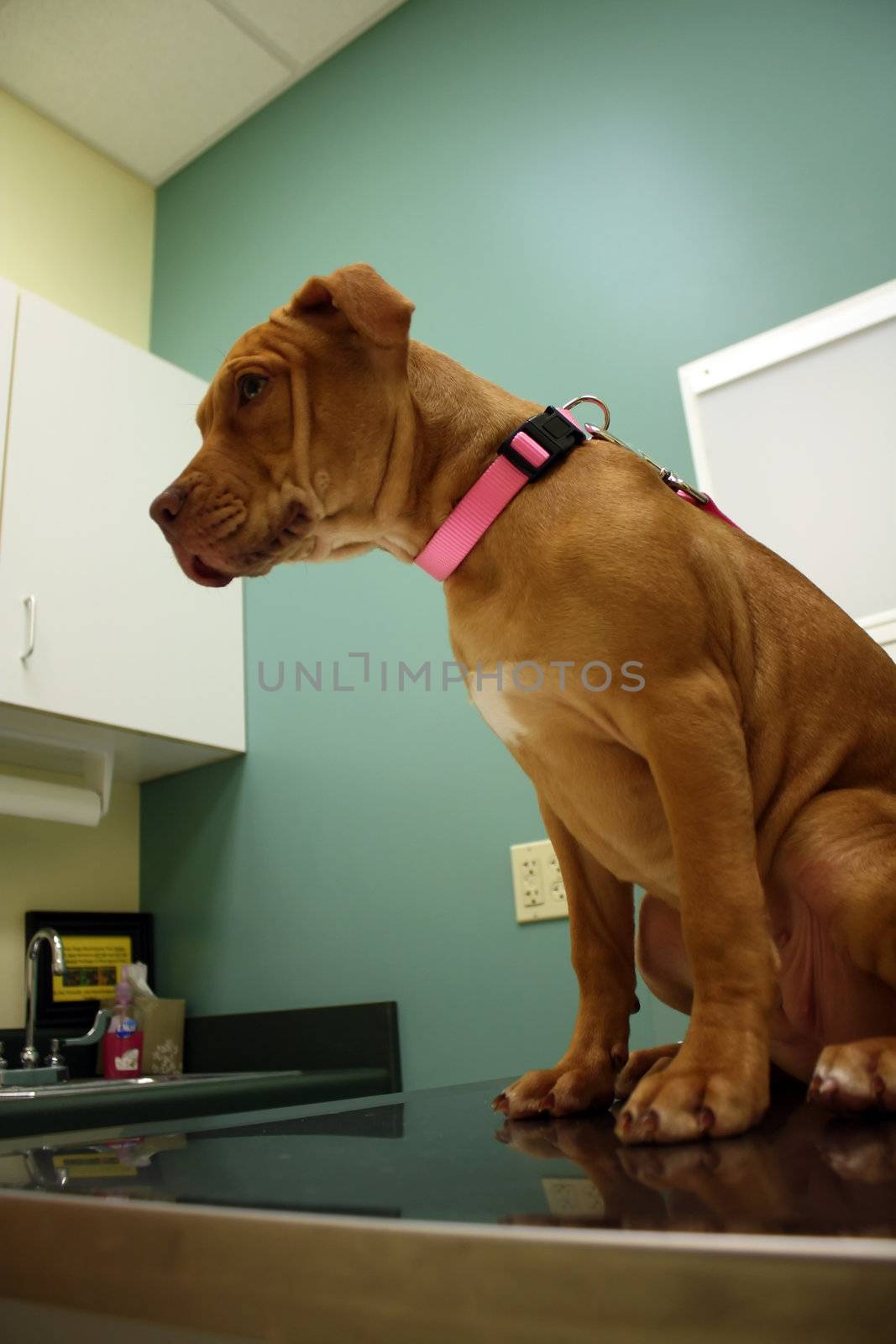 pit bull puppy gets his first vet exam