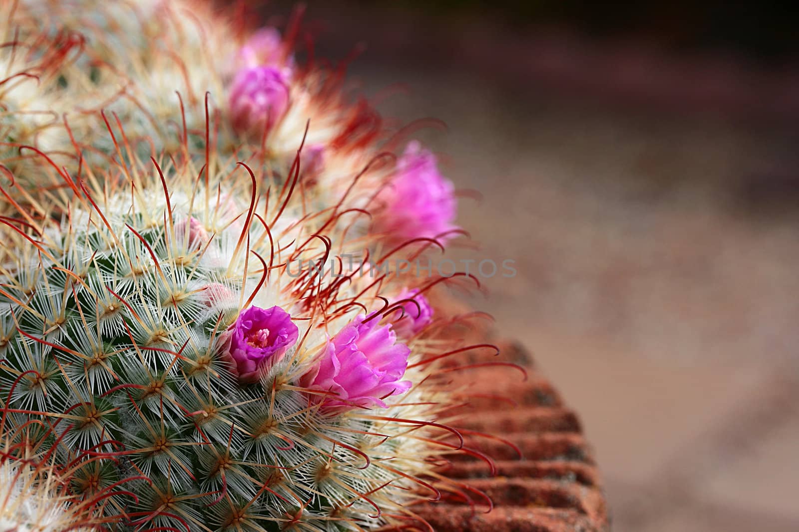 Blossoming cactus under natural conditions, a desert plant.