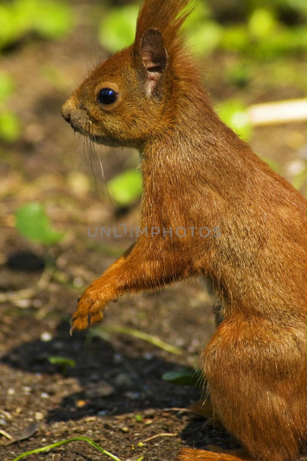 Little red squirrel in park