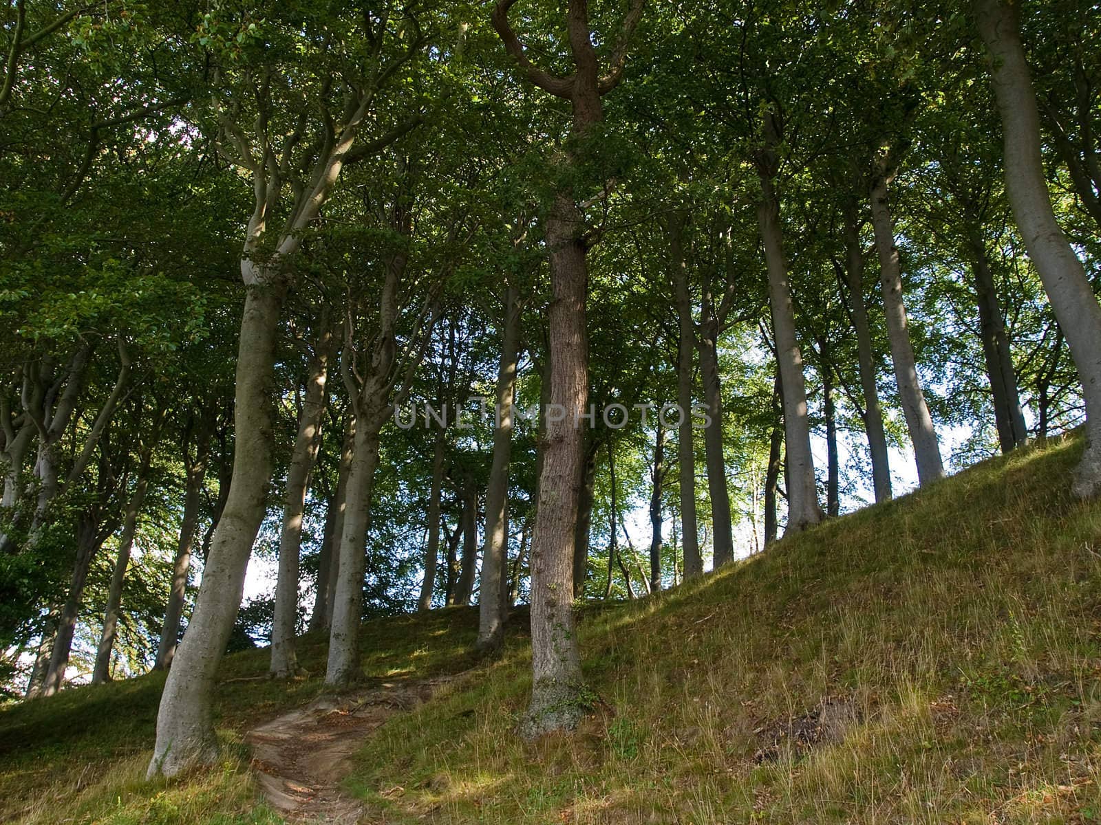 Beautiful Fairy Forest with lush green and tall trees