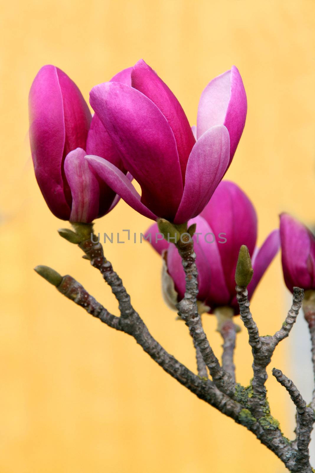 Blossoming Magnolia - spring in Portugal