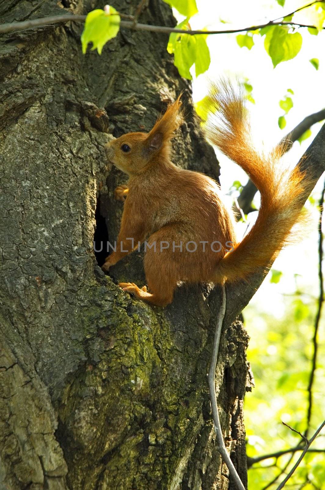 Little squirrel on tree