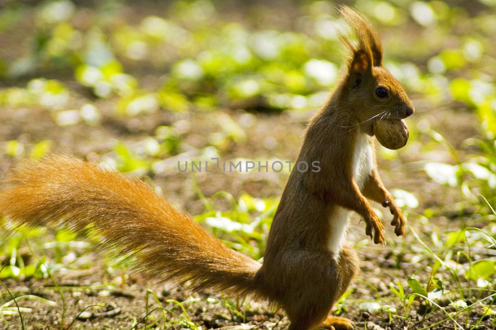 Squirrel holds nut in darling little face