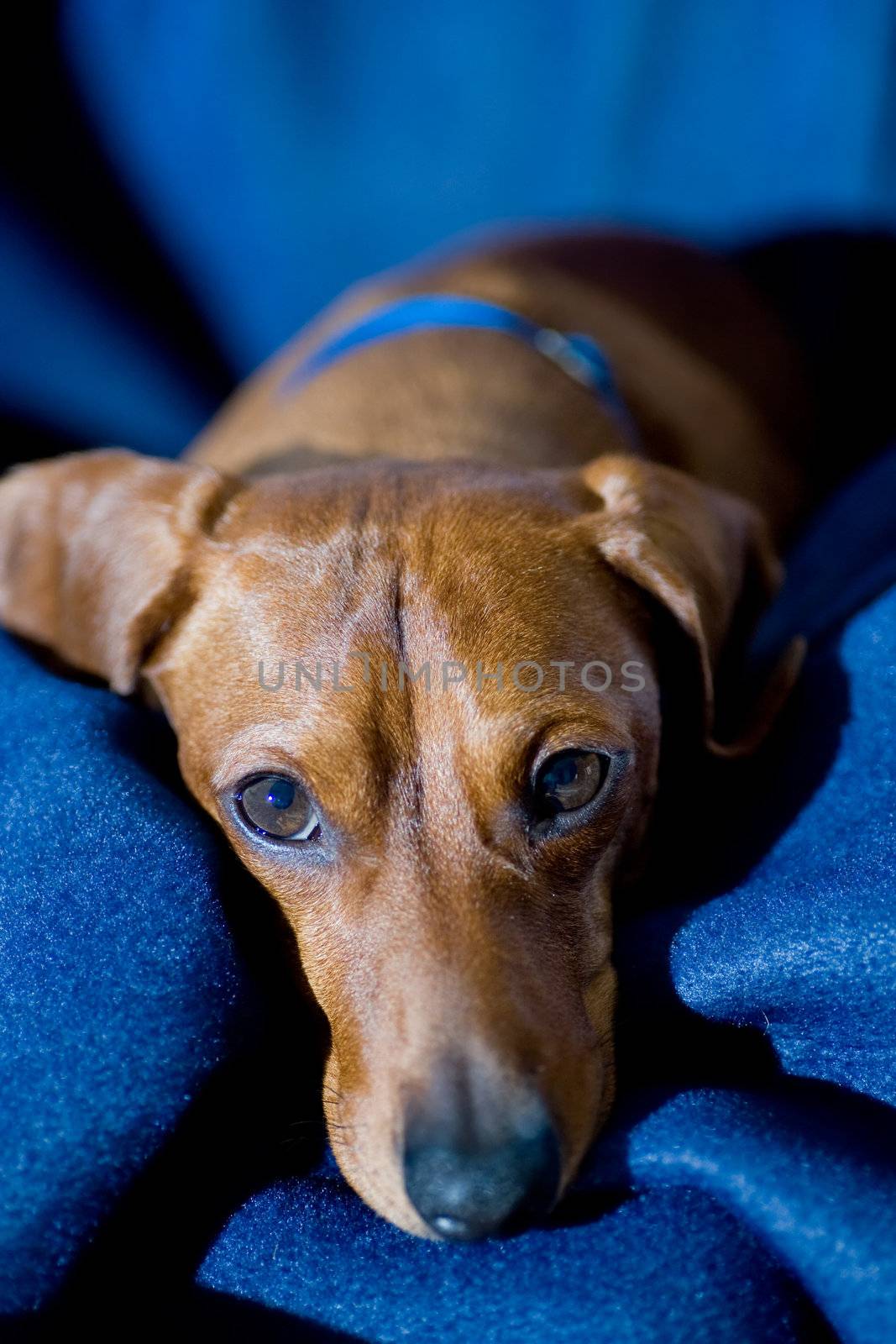 A relaxed dachshund laying on a blue blanket, looking up at the camera.