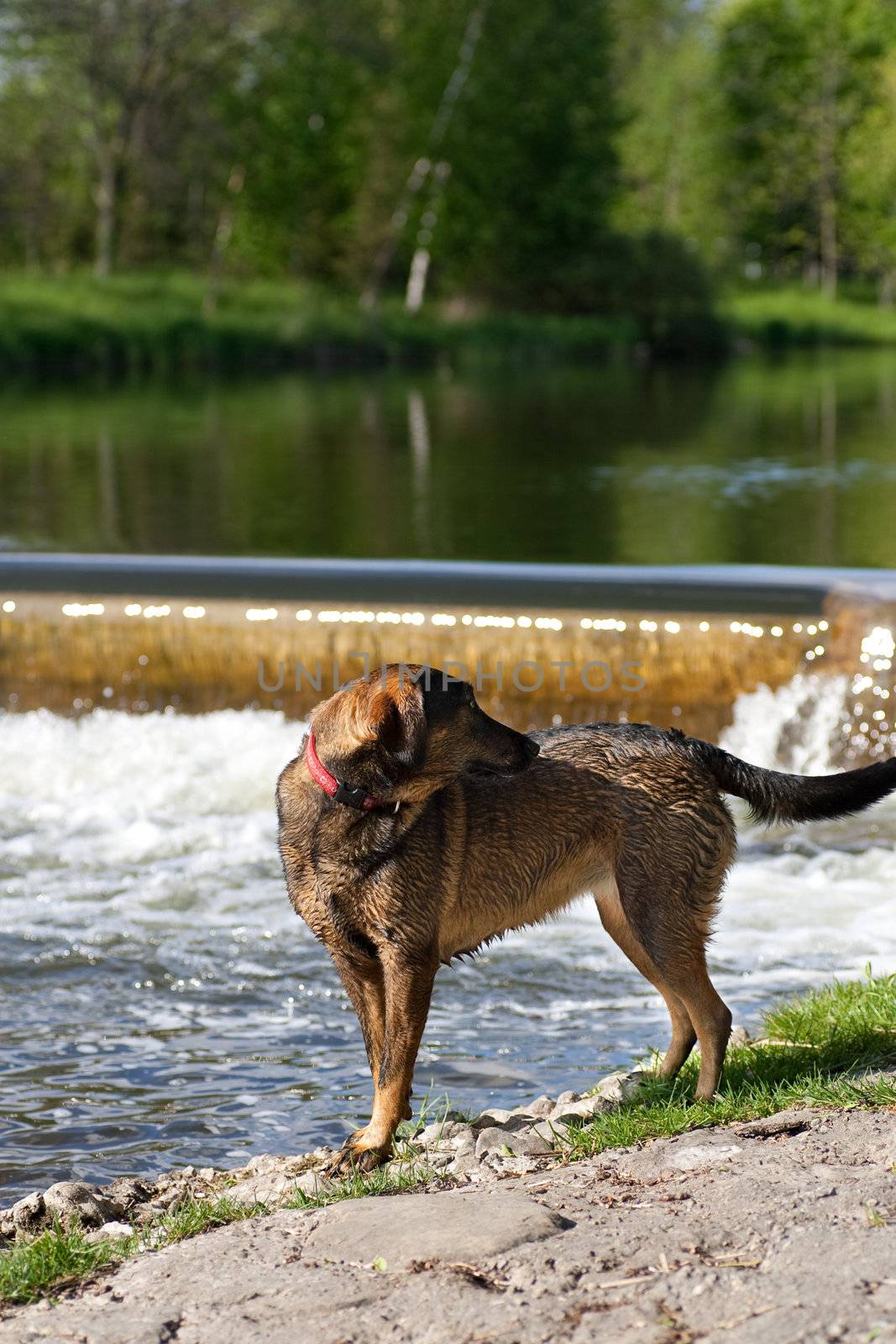 A German Sheppard standing at the edge of a river, looking back at his owner, with a small waterfall in the background.