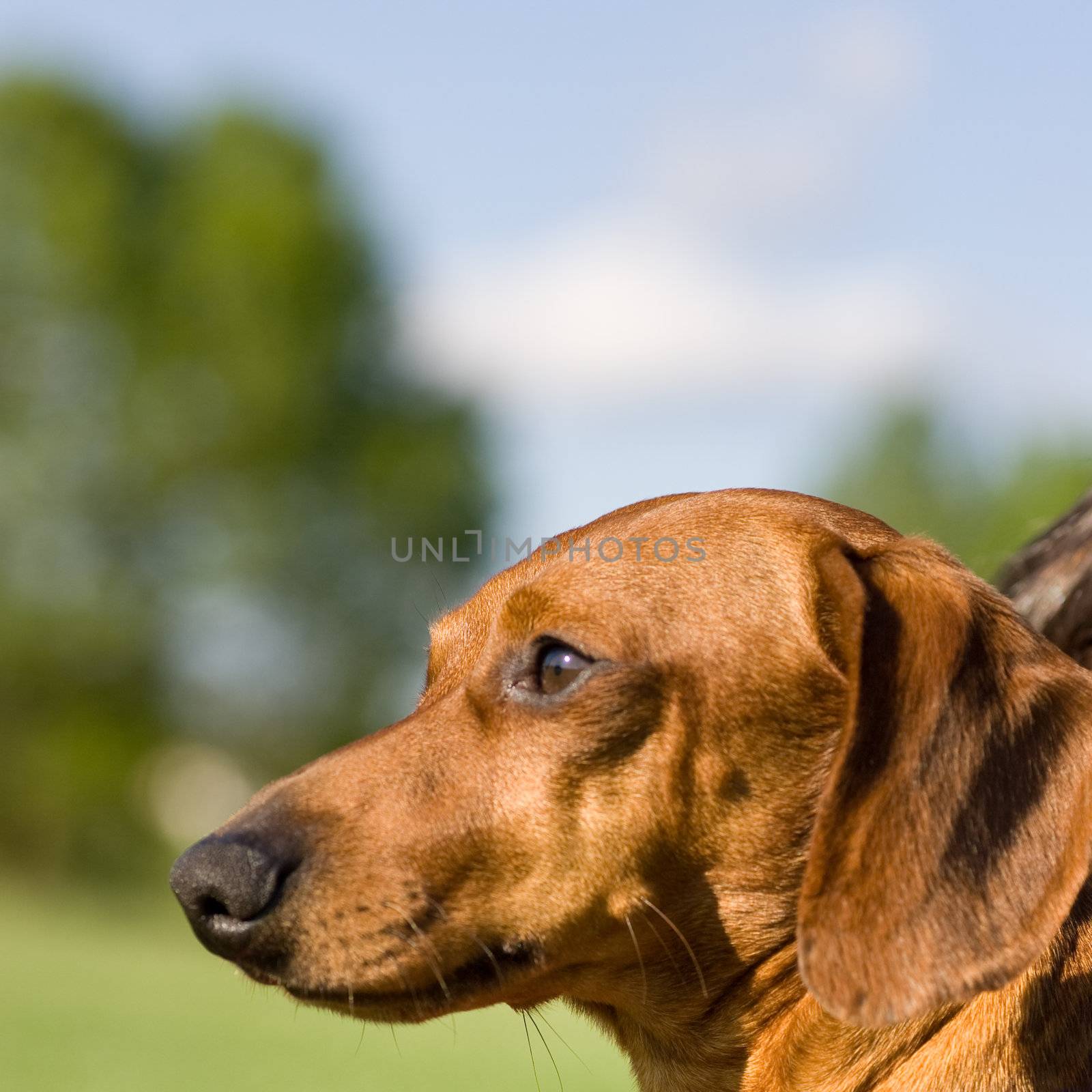 A miniature Dachshund head, staring intently ahead, against an outdoor blurred background.