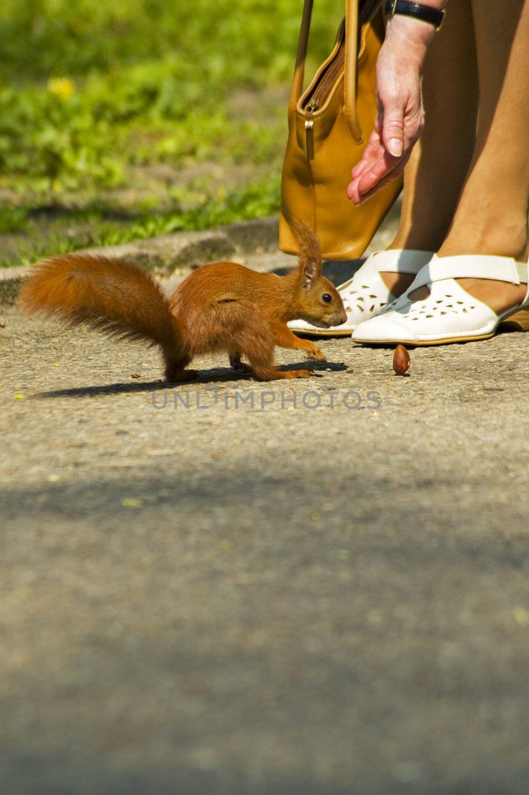 Women feeds little red squirrel