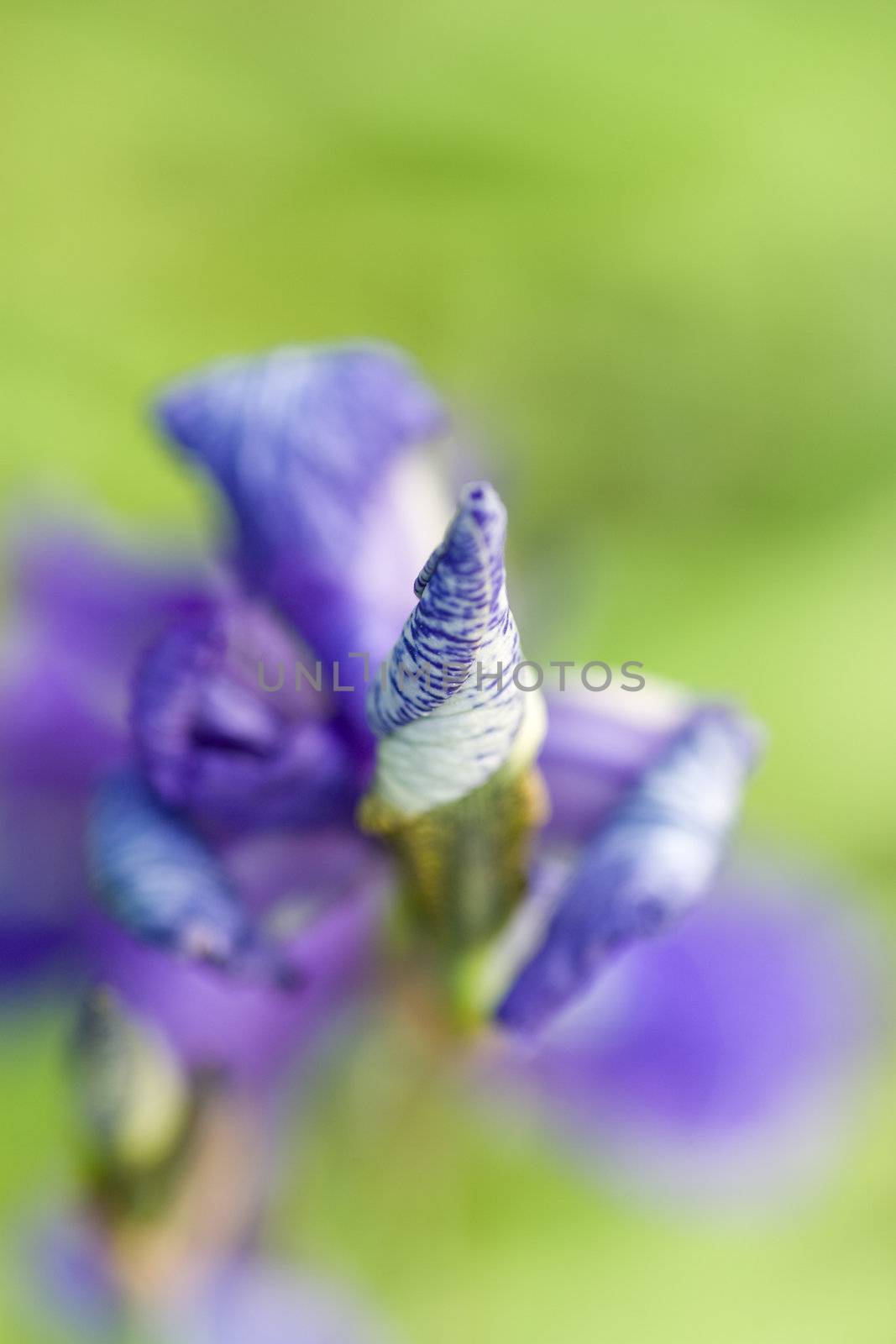 Selective focus on the top flower of a blue iris, the remainder of the image nicely blurred.