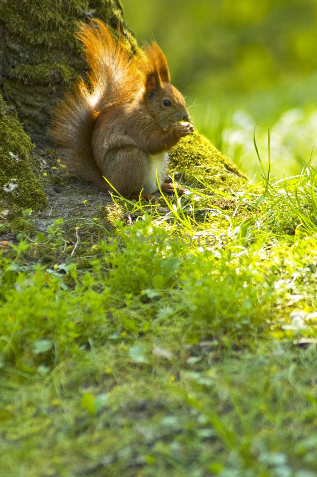 Squirrel  by Michalowski