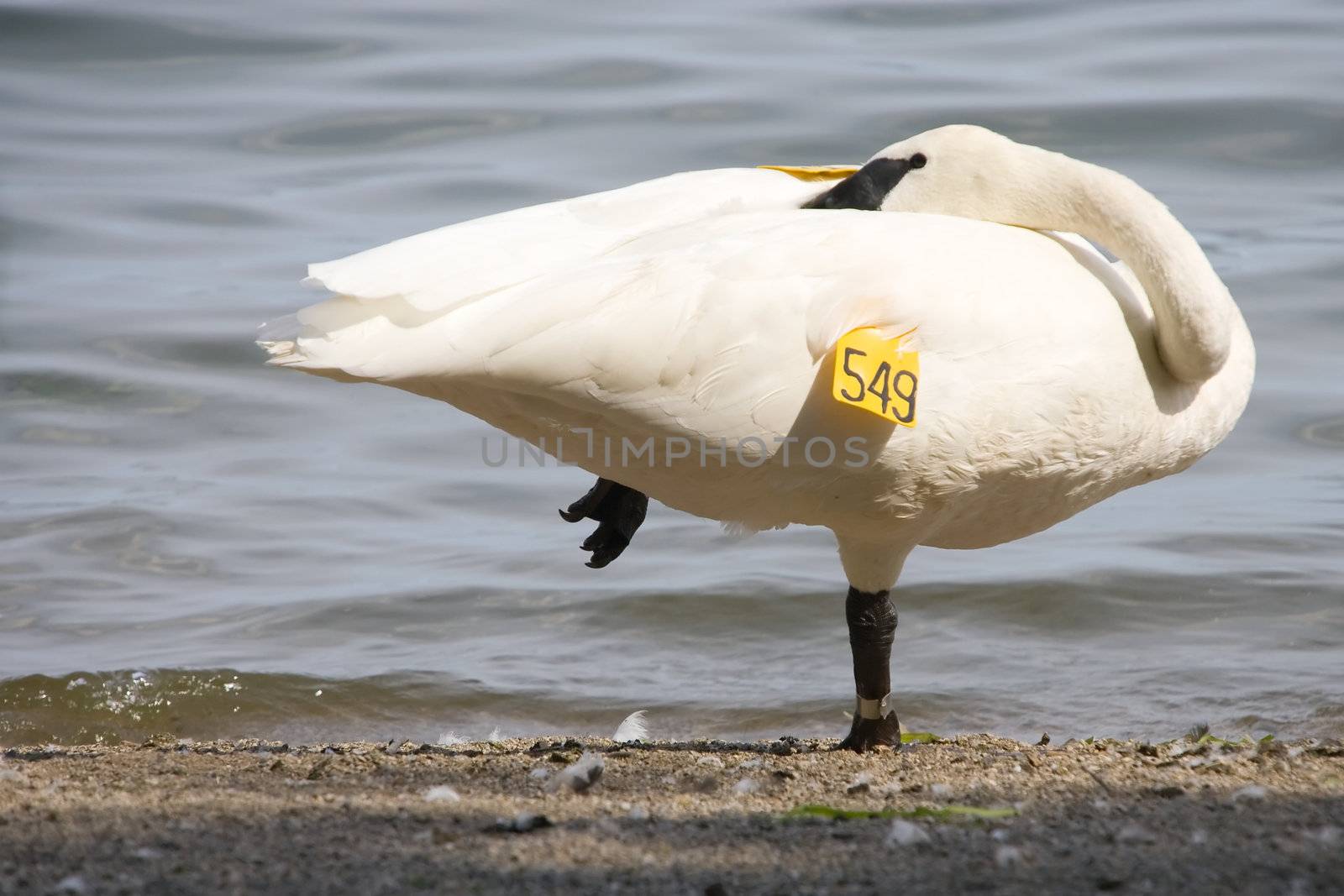 A white swan, with his head tucked into his body.