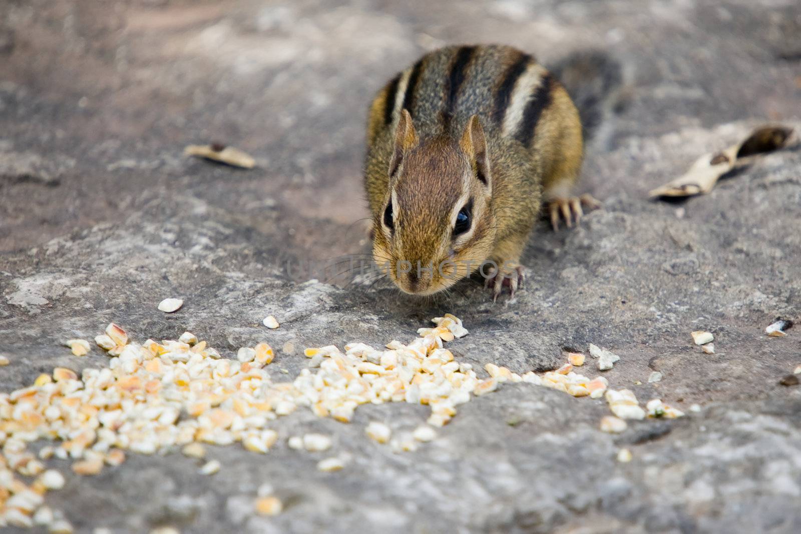 A baby chipmunk sitting on a slab of rock, about to gorge himself on a pile of dried corn.