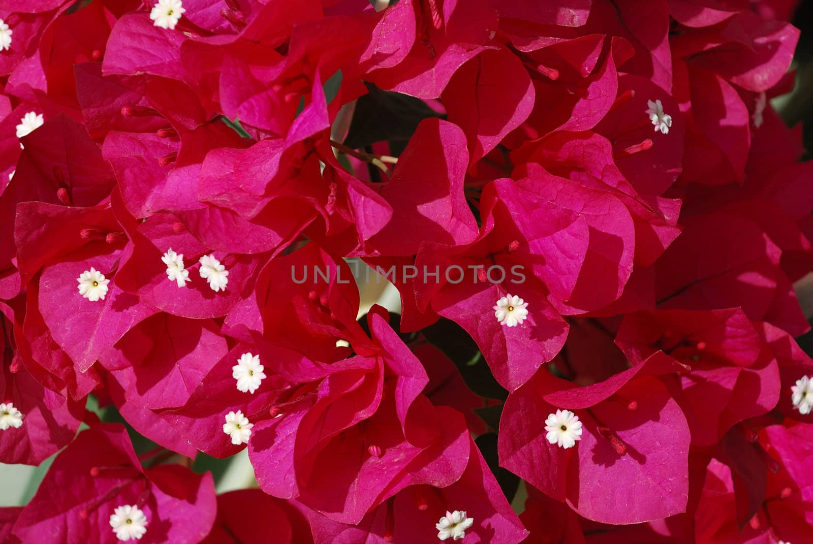 Close up of a small yellowish bougainvillea flowers surrounded by vivid pink-red leaves.