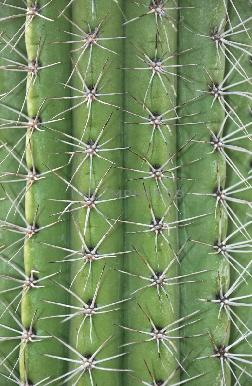 Close up of a spikes on a cactus trunk.