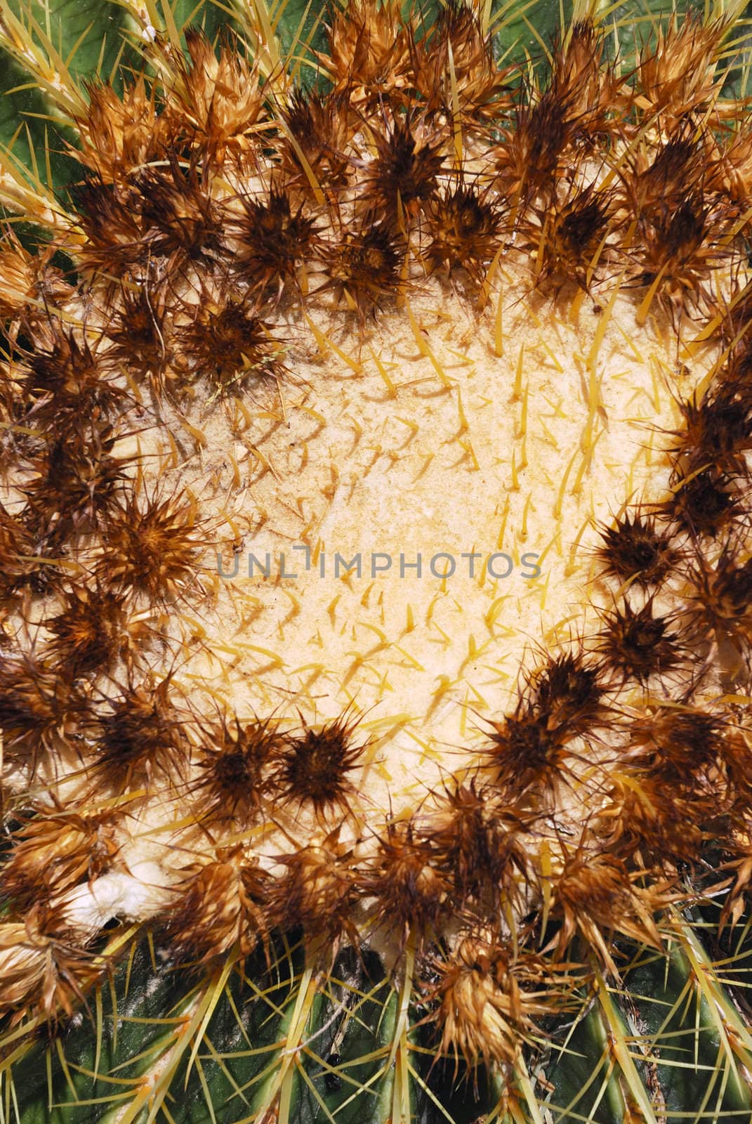 Close up of a center of golden barrel cactus.