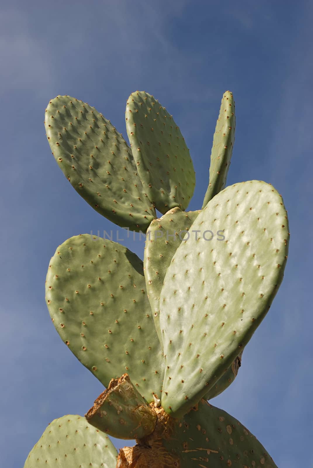 Leaf like trunk of opuntia cactus against blue sky.