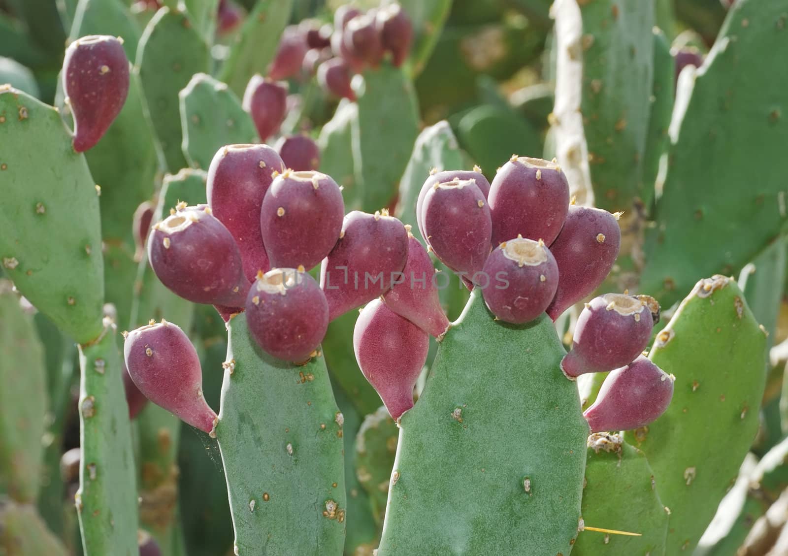 Prickly pears by whitechild