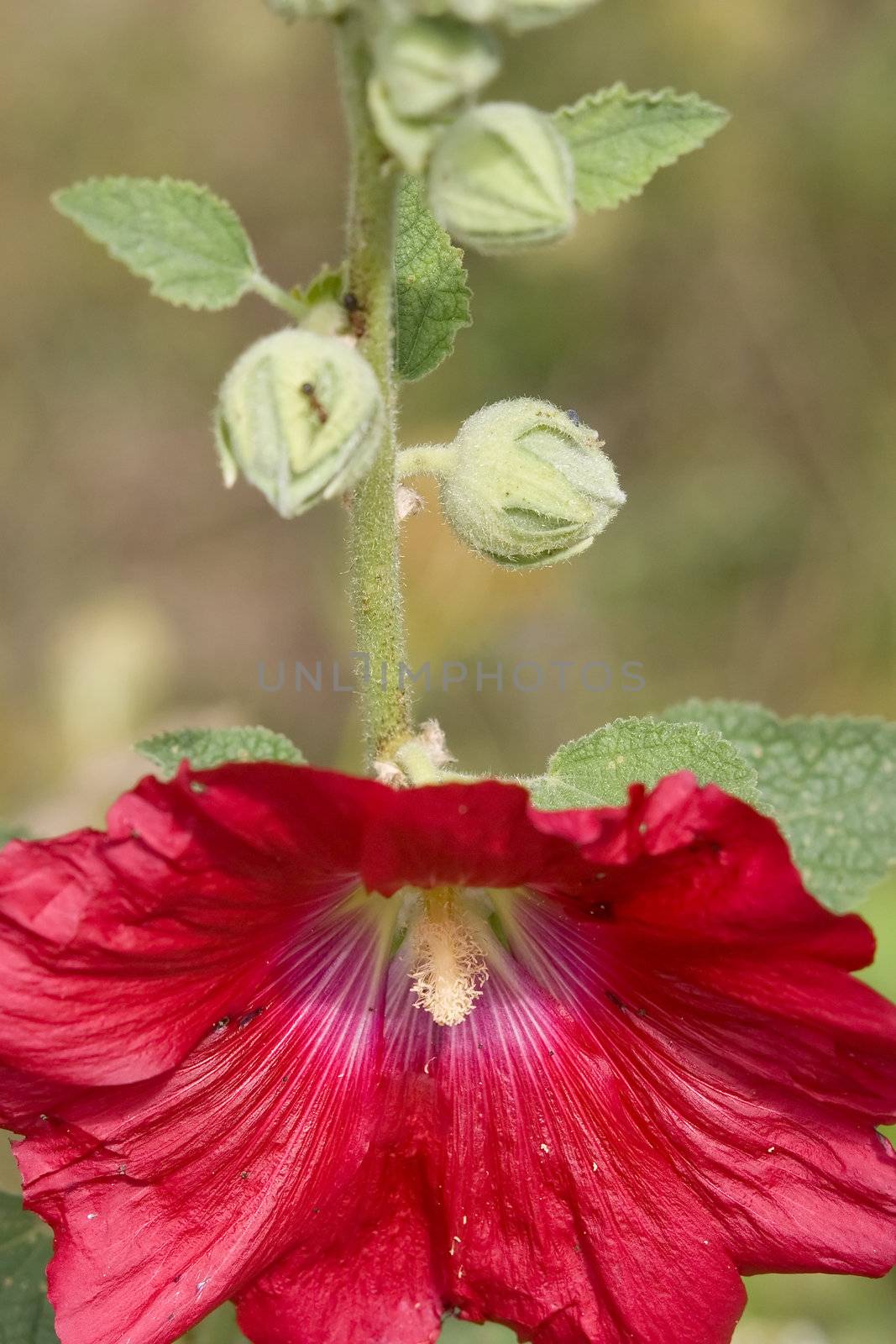Red Hollyhock and Stem by woodygraphs