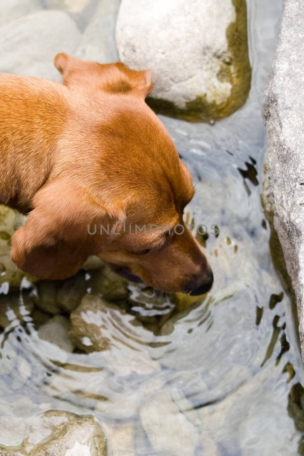 Closeup of a miniature dachshund drinking at the edge of a lake.