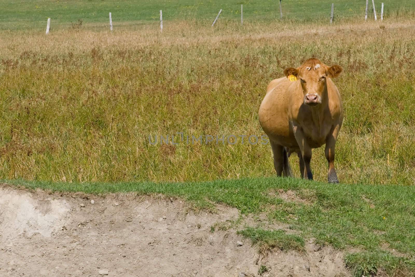 A lone cow looking towards the camera, with a fence in the distance.