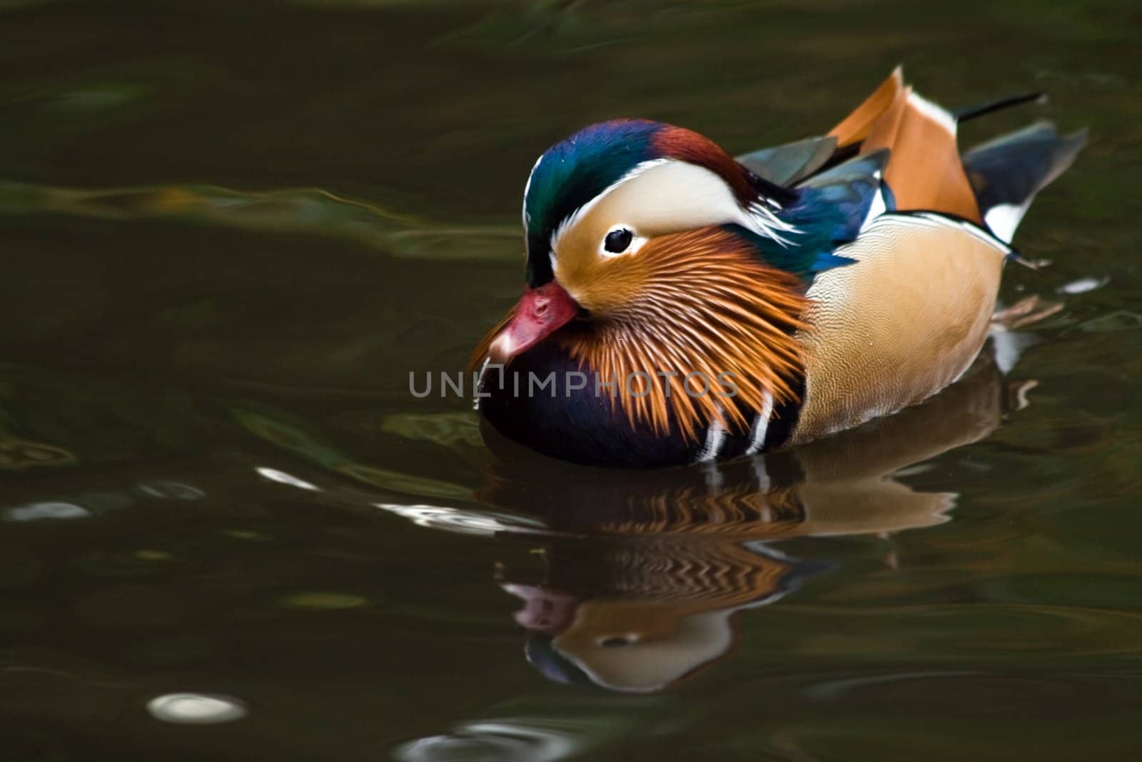 Male Mandarin duck swimming around in pond