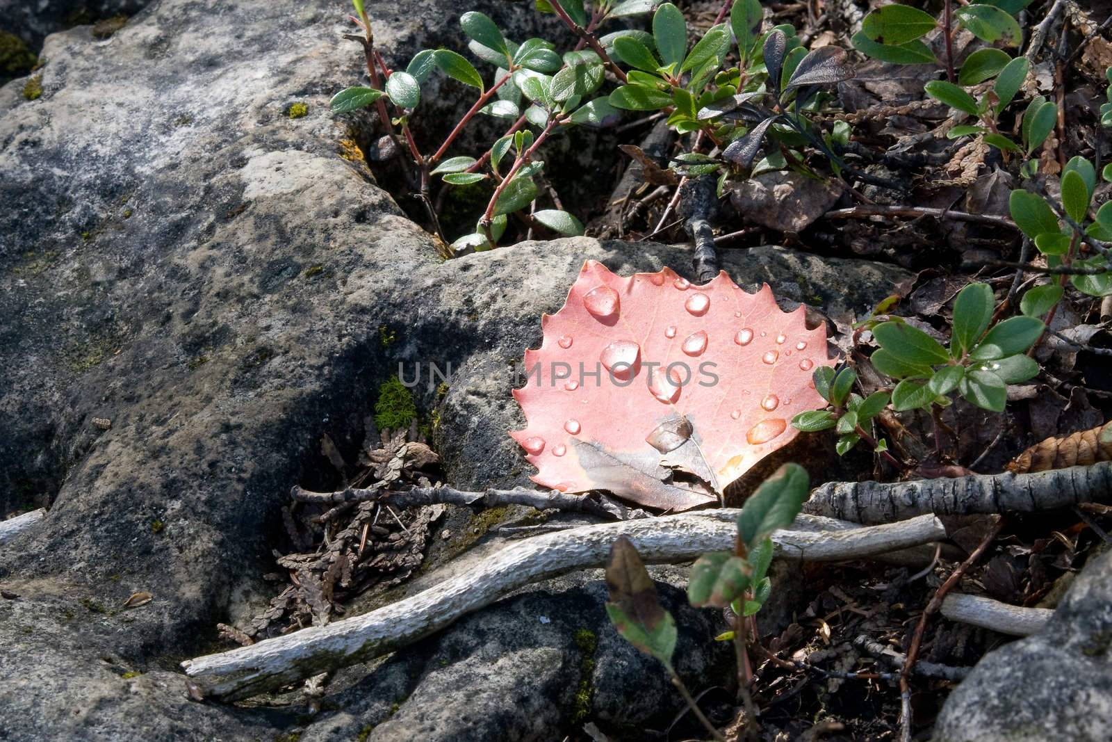 A single red leaf with water droplets, situated on rock.