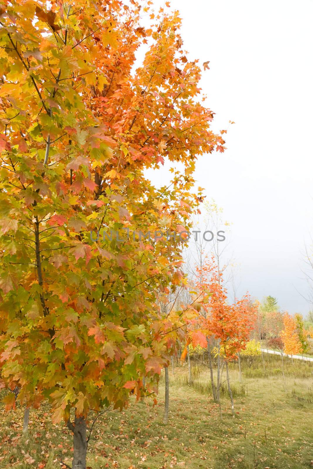Vibrant fall tree colors and walking path by woodygraphs